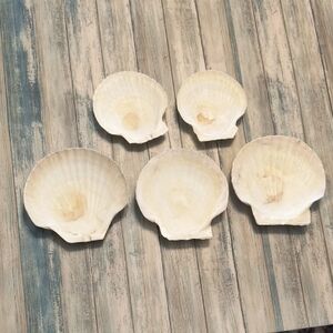Vintage Natural Scallop Shell Appetizer Plates Set Of 5